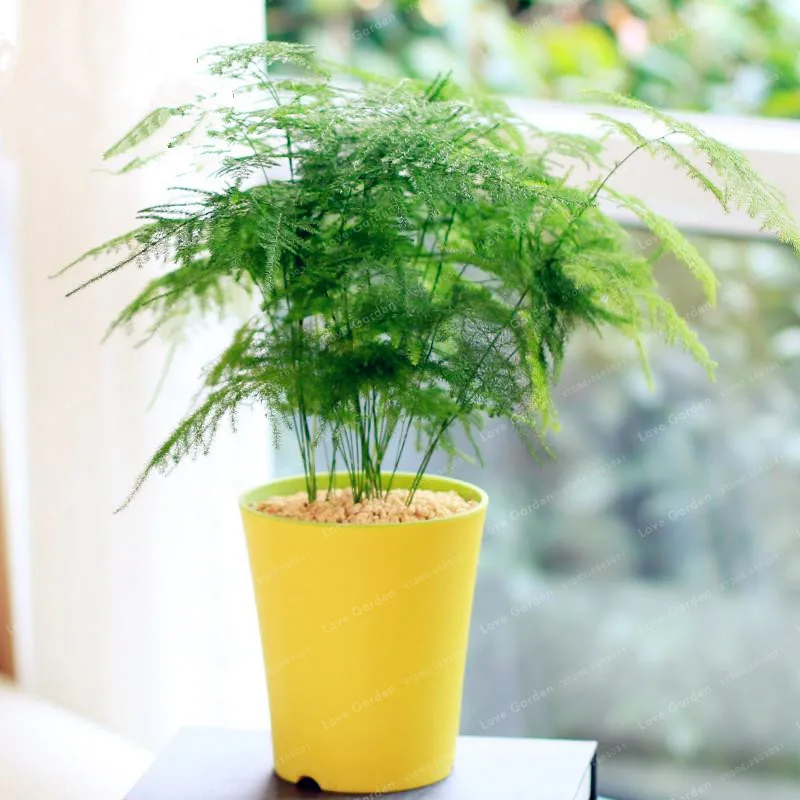 30Pcs/Bag Asparagus setaceus Bonsai Small Bamboo Bonsai Luck Bamboo Bonsai For Home Plant Flower Pot Plant A Symbol Of Eternity
30Pcs/Bag Asparagus setaceus Bonsai Small Bamboo Bonsai Luck Bamboo Bonsai For Home Plant Flower Pot Plant A Symbol Of Eternity