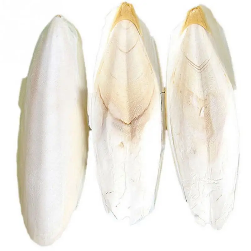 Healthy Safety Pets Feeding Chewing Supplies Cuttle Fish Cuttlefish Bone For Budgie Birds Reptiles Tortoise Food
Healthy Safety Pets Feeding Chewing Supplies Cuttle Fish Cuttlefish Bone For Budgie Birds Reptiles Tortoise Food