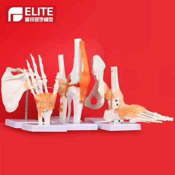 Human knee model joint skeleton model teaching medical model hand foot joint model
Human knee model joint skeleton model teaching medical model hand foot joint model