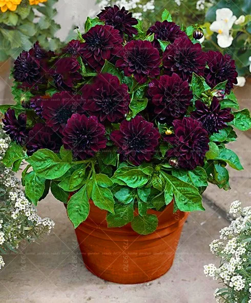 20pcs/bag Dahlia Bonsai multiple colour dahlia flower (not bulbs) perennial indoor flowering potted plant for home garden plants
20pcs/bag Dahlia Bonsai multiple colour dahlia flower (not bulbs) perennial indoor flowering potted plant for home garden plants