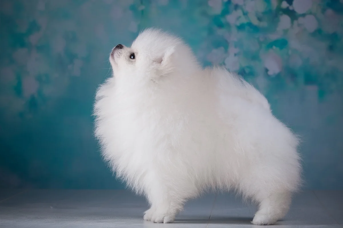 lovely puppy white Spitz PMD484 custom print wall decor fabric poster for room decor home decoration (frame available)
lovely puppy white Spitz PMD484 custom print wall decor fabric poster for room decor home decoration (frame available)