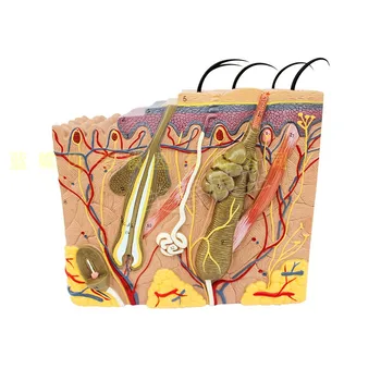 Three-dimensional skin model 50X magnification skin model with number mark skin structure anatomy teaching model
Three-dimensional skin model 50X magnification skin model with number mark skin structure anatomy teaching model