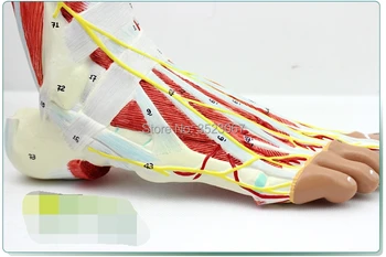 Foot Skeleton Model with Ligaments and Muscles Anatomical Human Heart Model anatomy skull brain model mixer esqueleto anatomia
Foot Skeleton Model with Ligaments and Muscles Anatomical Human Heart Model anatomy skull brain model mixer esqueleto anatomia