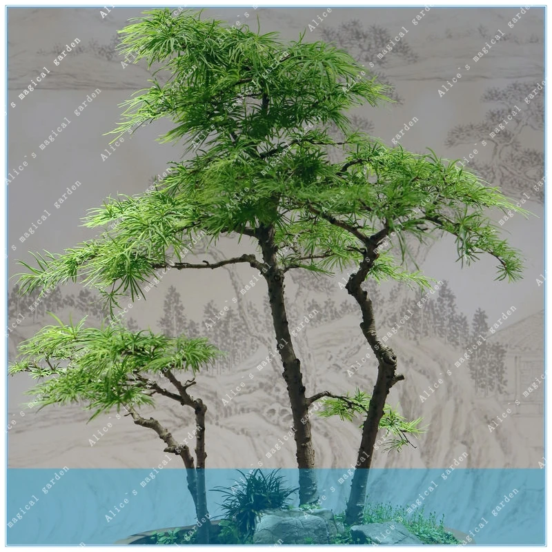 ZLKING 2pcs pseudolarix Money pine tree bonsai Landscape plant DIY home garden Bonsai
ZLKING 2pcs pseudolarix Money pine tree bonsai Landscape plant DIY home garden Bonsai