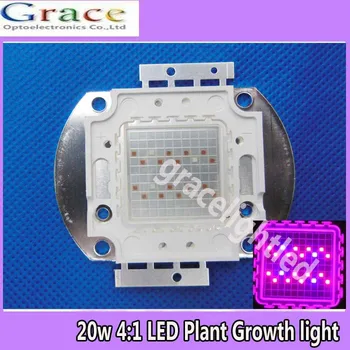Newest 20W High power LED Plant Grow Lamp Light Deep Red & Blue 4:1 (660nm &460nm) DC 24-26V For DIY
Newest 20W High power LED Plant Grow Lamp Light Deep Red & Blue 4:1 (660nm &460nm) DC 24-26V For DIY