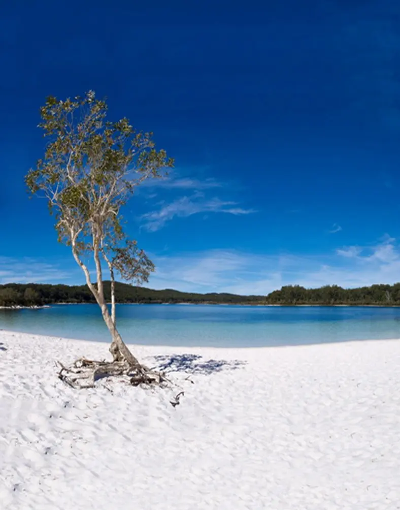 5x7ft Landscape Tree Lake Hill Photography Backdrops Photo Props Studio Background