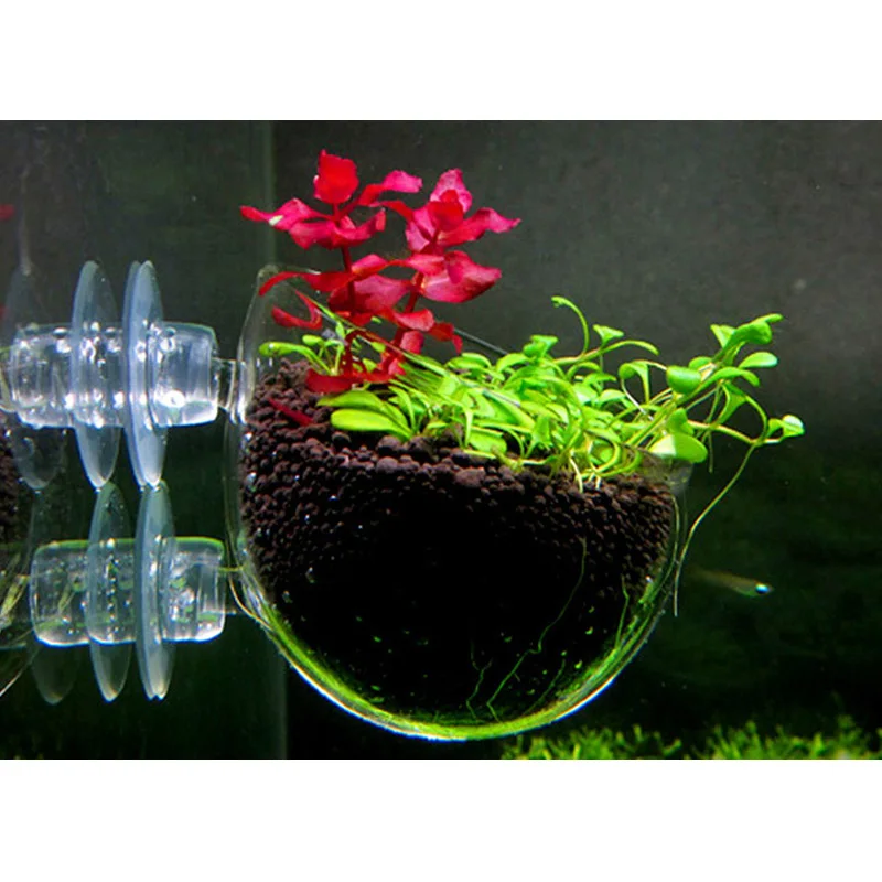 Water Grass Breeding Basin Crystal Glass Potted Aquatic Planting Nursery landscaping Cup Ornament Decor Aquarium Accessories
Water Grass Breeding Basin Crystal Glass Potted Aquatic Planting Nursery landscaping Cup Ornament Decor Aquarium Accessories