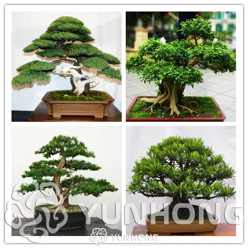 20 pcs/lot Podocarpus Tree bonsai Chinese Special Plants Tree plant Evergreen Shrubs Potted Landscape Garden
20 pcs/lot Podocarpus Tree bonsai Chinese Special Plants Tree plant Evergreen Shrubs Potted Landscape Garden