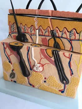 Skin Pathological Epidermal Anatomical Model Anatomical Skin Subcutaneous Dissection Medical School Hospital Teaching Aids
Skin Pathological Epidermal Anatomical Model Anatomical Skin Subcutaneous Dissection Medical School Hospital Teaching Aids