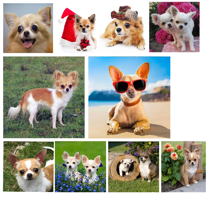diy diamond embroidery lovely chihuahua dog diamond painting full square 5d cross stitch mosaic pet picture of rhinestone JS4209 
diy diamond embroidery lovely chihuahua dog diamond painting full square 5d cross stitch mosaic pet picture of rhinestone JS4209