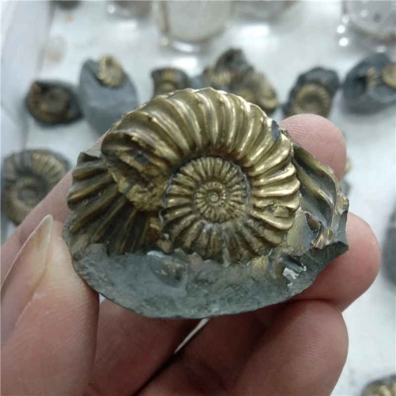 DHX SW natural germany's pyrite ammonite fossils iron pyritic ammonite fossils mineral specimen popular science collection
DHX SW natural germany's pyrite ammonite fossils iron pyritic ammonite fossils mineral specimen popular science collection