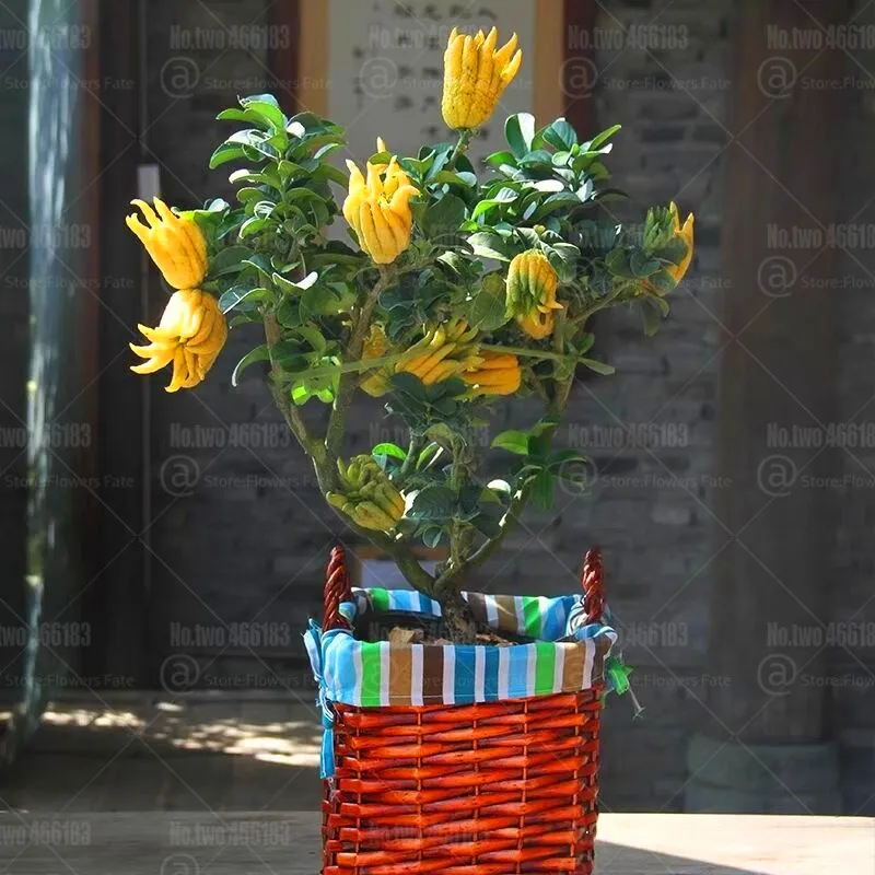 20pcs Bonsai Five-finger orange tree plants Citrus medica sarcodactylis indoor ornamental bonsai fruit plants for home garden
20pcs Bonsai Five-finger orange tree plants Citrus medica sarcodactylis indoor ornamental bonsai fruit plants for home garden