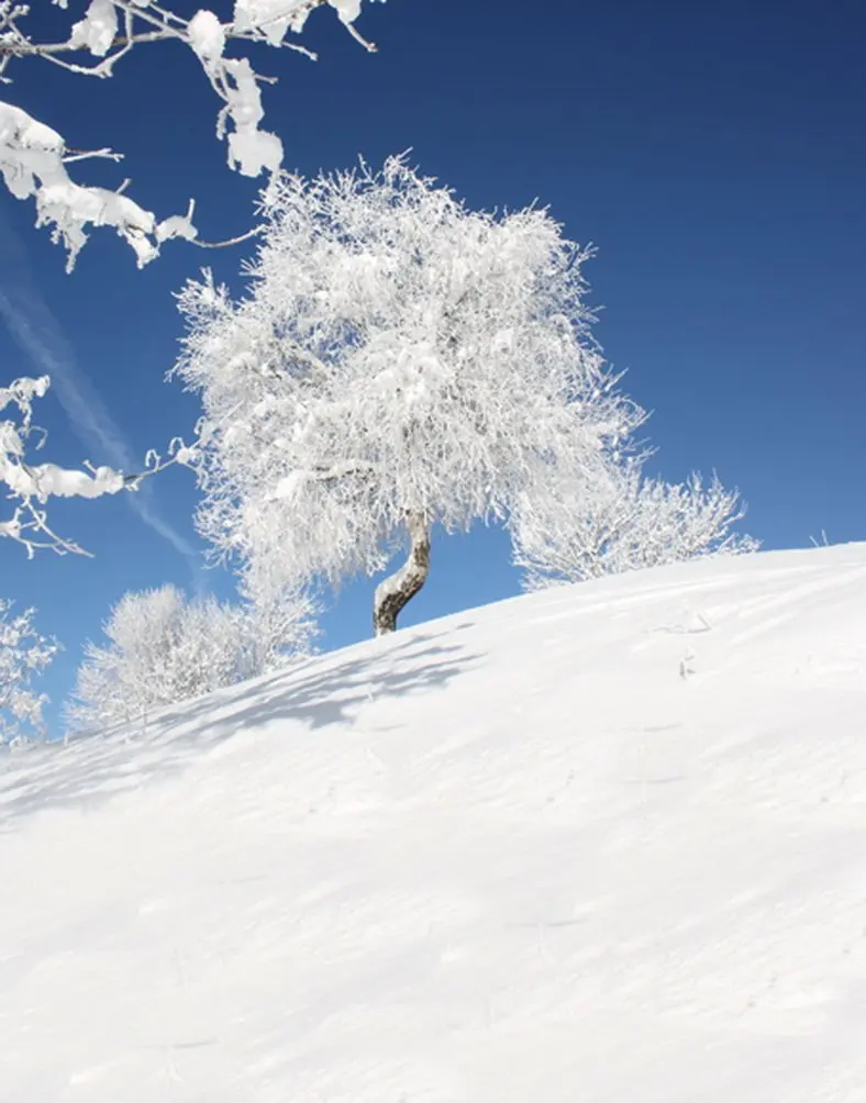 5x7ft Winter Snow Tree Blue Sky Photography Backdrops Photo Props Studio Background
5x7ft Winter Snow Tree Blue Sky Photography Backdrops Photo Props Studio Background