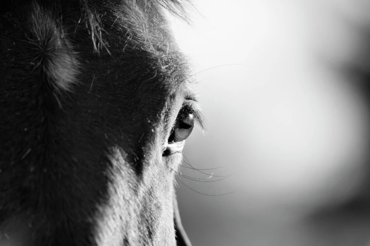 photographic picture print on canvas black and white picture scenery painting animal picture horse eyes giant poster decorative
photographic picture print on canvas black and white picture scenery painting animal picture horse eyes giant poster decorative