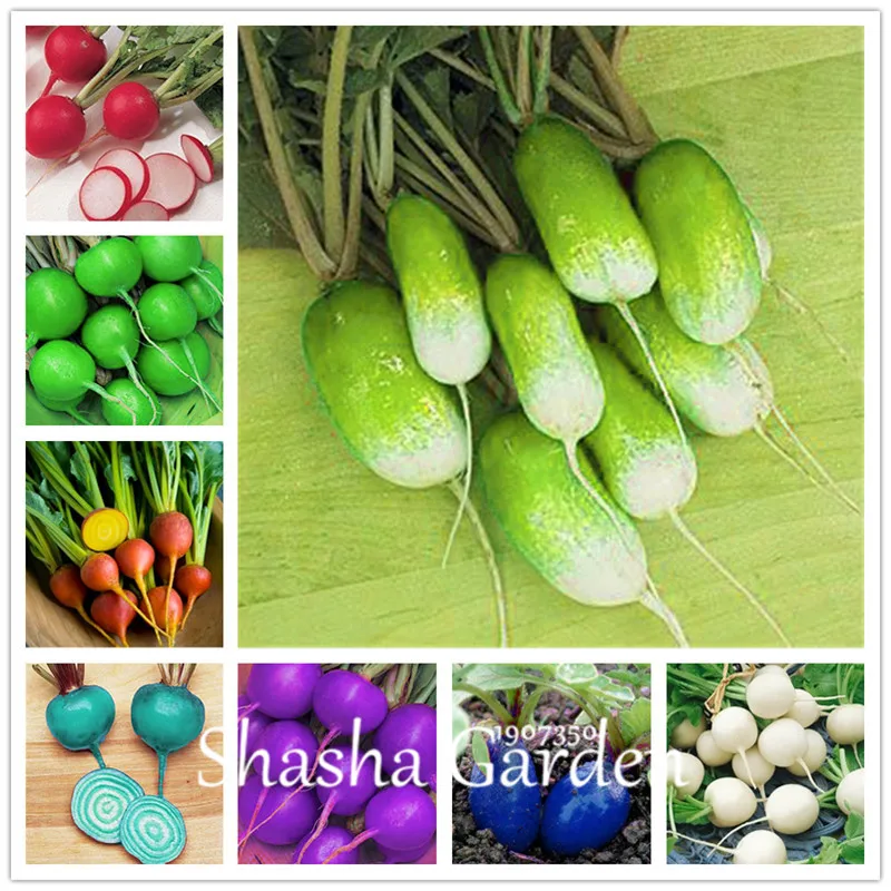 100 Pcs Rare Sausage Radish Bonsai Juicy And Nutritious Early Spring Radish Very Delicious Vegetable Garden Food Easy To Grow
100 Pcs Rare Sausage Radish Bonsai Juicy And Nutritious Early Spring Radish Very Delicious Vegetable Garden Food Easy To Grow