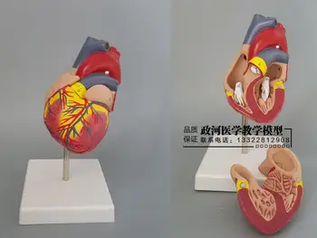 1: 1 human heart model ultrasound color medical heart anatomy teaching model natural size with mark number
1: 1 human heart model ultrasound color medical heart anatomy teaching model natural size with mark number