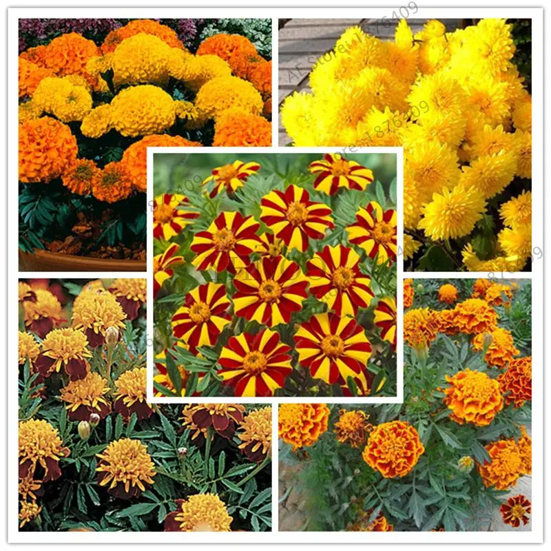 Tagetes Patula Flower Bonsai Indoor Balcony French Marigold Bonsai Plant Home Bonsai Easy To Plant 200 Pcs
Tagetes Patula Flower Bonsai Indoor Balcony French Marigold Bonsai Plant Home Bonsai Easy To Plant 200 Pcs
