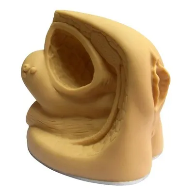 Female internal and external genitalia and Catheterization model Catheterization practice 15*12*14cm free shipping
Female internal and external genitalia and Catheterization model Catheterization practice 15*12*14cm free shipping