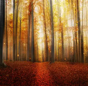 TR 7x5ft Vinyl Autumn Forest Photography Backdrop Studio Photo Props Fall Leaves Path Sunset Forest Photography Background Cloth
TR 7x5ft Vinyl Autumn Forest Photography Backdrop Studio Photo Props Fall Leaves Path Sunset Forest Photography Background Cloth