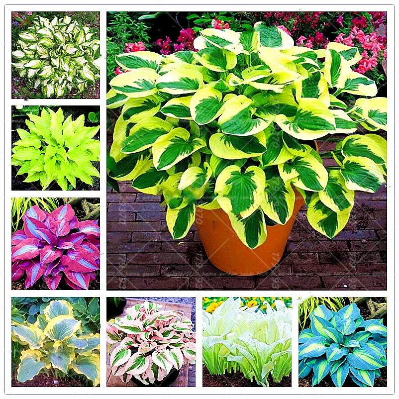 200pcs bonsai beautiful Hosta Plants Perennials Lily Flower Shade Hosta Flower Grass bonsai Ornamental potted Plants Home Garden
200pcs bonsai beautiful Hosta Plants Perennials Lily Flower Shade Hosta Flower Grass bonsai Ornamental potted Plants Home Garden