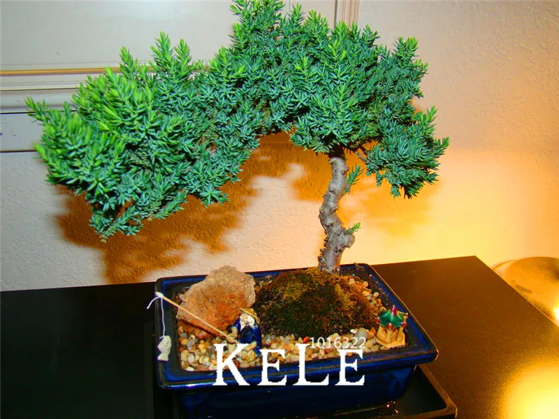 New 2018!50 Pcs/Lot juniper bonsai tree potted flowers office bonsai purify the air absorb harmful gases,#WNXUMU
New 2018!50 Pcs/Lot juniper bonsai tree potted flowers office bonsai purify the air absorb harmful gases,#WNXUMU
