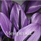 100/bag 9 Colors Rare Flower Bonsai Anthurium Andraeanu Bonsai Balcony Potted Flower Bonsai for DIY Home Garden
100/bag 9 Colors Rare Flower Bonsai Anthurium Andraeanu Bonsai Balcony Potted Flower Bonsai for DIY Home Garden