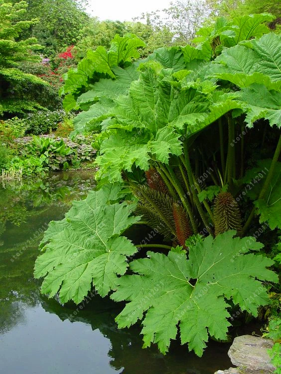 50 pcs/bag Gunnera manicata plants, also called giant rhubarb grow in partial shade Huge leaves outdoor plant in garden
50 pcs/bag Gunnera manicata plants, also called giant rhubarb grow in partial shade Huge leaves outdoor plant in garden