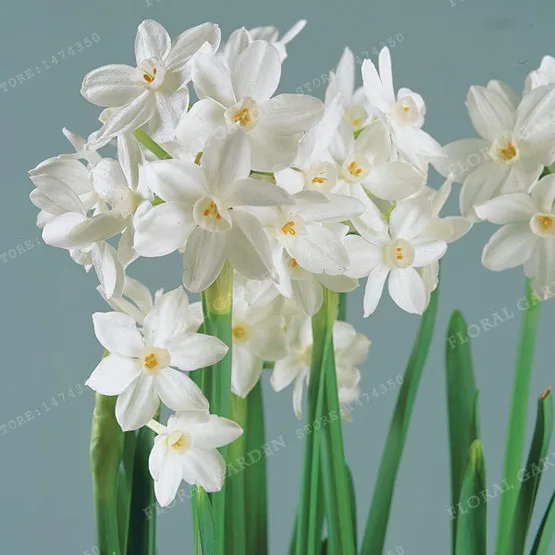 True White Narcissus Bulbs,Daffodil Bulbs Bonsai Flower Aquatic Plants Double Petals Absorption Radiation Potted Plant -2 bulb
True White Narcissus Bulbs,Daffodil Bulbs Bonsai Flower Aquatic Plants Double Petals Absorption Radiation Potted Plant -2 bulb