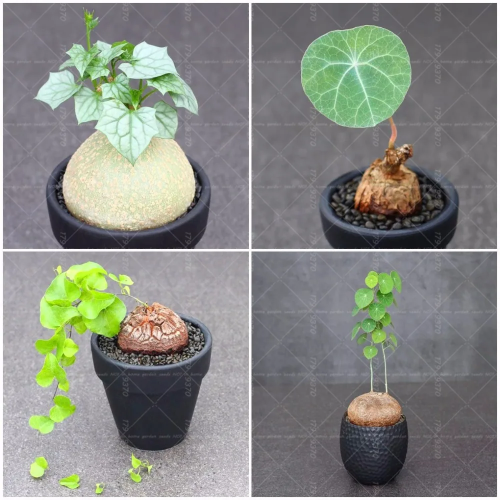 50Pcs StephaniacepharanthaHayata Bonsai Plants Rare Climbing plants Mountain turtle flower bonsai for home garden indoor plants
50Pcs StephaniacepharanthaHayata Bonsai Plants Rare Climbing plants Mountain turtle flower bonsai for home garden indoor plants