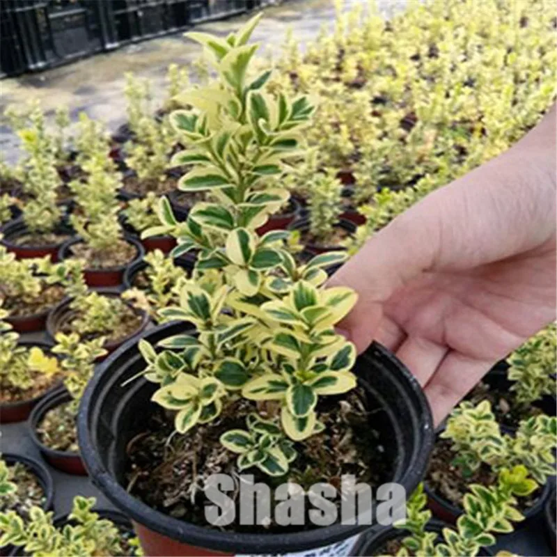 50 Pcs/Bag Bonsai Boxwood Good For Families Absorb Formaldehyde Potted Tree Decorative Greening Home Garden Plant Bonsai
50 Pcs/Bag Bonsai Boxwood Good For Families Absorb Formaldehyde Potted Tree Decorative Greening Home Garden Plant Bonsai