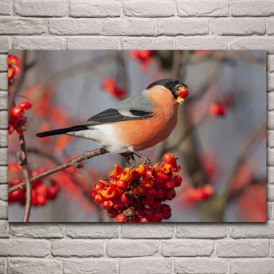 bird bullfinch rowan red berries autumn nature animal living room decoration home art decor wood frame fabric poster KH805
bird bullfinch rowan red berries autumn nature animal living room decoration home art decor wood frame fabric poster KH805
