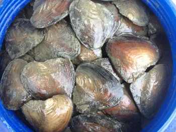 Natural Freshwater Big Monster Oysters Bulk 10pcs Vacuum Packed Natural Beads Big Wish Pearl Oyster Shell ZB001
Natural Freshwater Big Monster Oysters Bulk 10pcs Vacuum Packed Natural Beads Big Wish Pearl Oyster Shell ZB001
