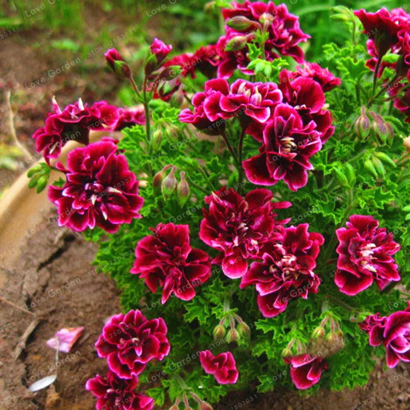 20 PCS/Pack Rare Geranium Bonsai Crimson Flower Petals Geranium Bonsai Perennial Flower Bonsai Pelargonium Peltatum Flowers
20 PCS/Pack Rare Geranium Bonsai Crimson Flower Petals Geranium Bonsai Perennial Flower Bonsai Pelargonium Peltatum Flowers