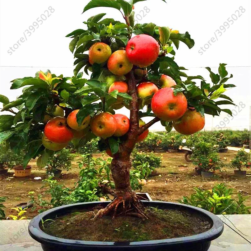 20 pcs Apple plants Dwarf Bonsai Fruit organic mini Apple Tree for Home Garden Plant
20 pcs Apple plants Dwarf Bonsai Fruit organic mini Apple Tree for Home Garden Plant