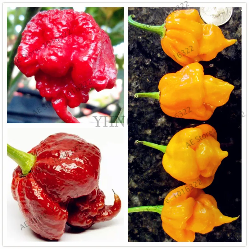 100pcs/bag Scorpion Pepperr bonsai flores Vegetables & fruit plantas,multiple species choose,peppers Bonsai plants plante home g
100pcs/bag Scorpion Pepperr bonsai flores Vegetables & fruit plantas,multiple species choose,peppers Bonsai plants plante home g