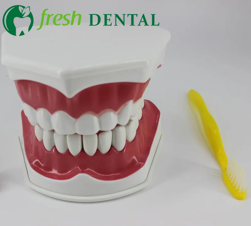 1pc Dental Tooth Brushing Teaching guide Models Children 's oral tooth structure model SL715
1pc Dental Tooth Brushing Teaching guide Models Children 's oral tooth structure model SL715