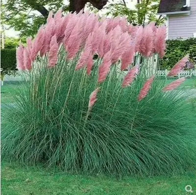2000 pcs/bag pampas grass rare 8 kinds of flower bonsai for home garden planting Selloana Garden decoration DIY
2000 pcs/bag pampas grass rare 8 kinds of flower bonsai for home garden planting Selloana Garden decoration DIY