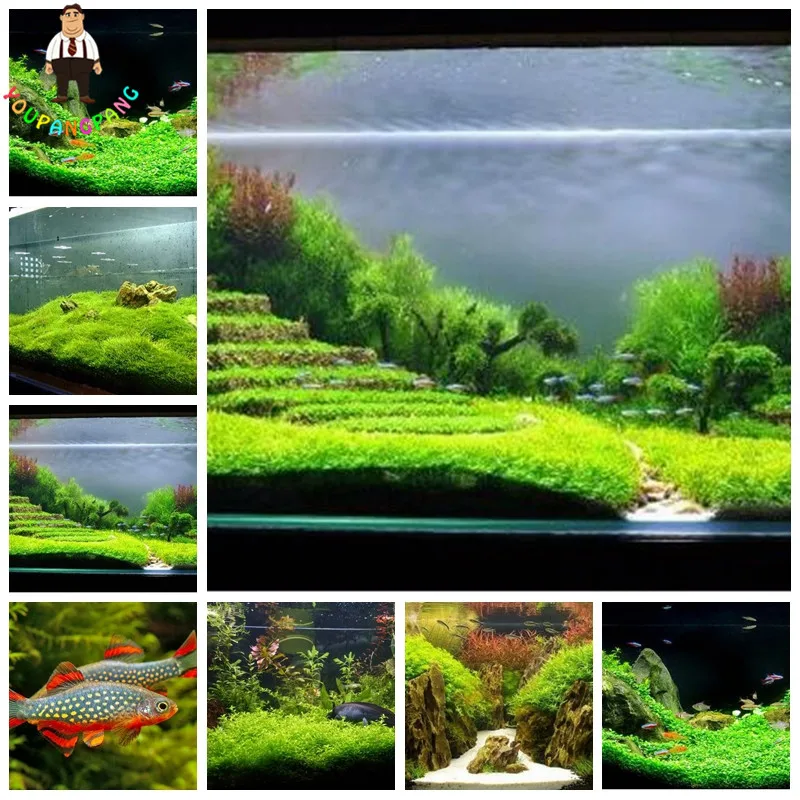 1000pcs Beautiful Aquarium Grass plants Water Grasses Random Aquatic bonsai Indoor planting home garden
1000pcs Beautiful Aquarium Grass plants Water Grasses Random Aquatic bonsai Indoor planting home garden