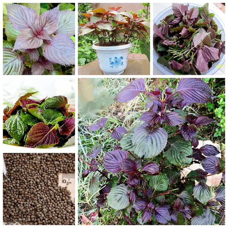 Perilla Frutescens Bonsai Organic Vegetable Bonsai Aromatic Plants Bonsai Rare Purple Perilla Bonsai Home Garden 50Pcs
Perilla Frutescens Bonsai Organic Vegetable Bonsai Aromatic Plants Bonsai Rare Purple Perilla Bonsai Home Garden 50Pcs