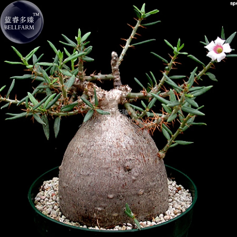 US$ 8.75 - BELLFARM Pachypodium Bispinosum Succulent Sub-shrub