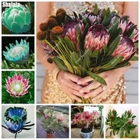 Happy-Farm-Cynaroides-Seeds-Aerobic-Potted-Wedding-Decoration-New-Variety-Light-up-Your-Garden-100-Pcs.jpg_200x200