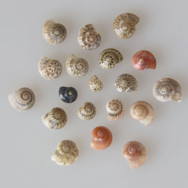 Free Shipping(50g/lot)Mini Snail Conch Natural Shell&Conch Home Decoration Aquarium Landscaping DIY Wishing Bottle Material
Free Shipping(50g/lot)Mini Snail Conch Natural Shell&Conch Home Decoration Aquarium Landscaping DIY Wishing Bottle Material