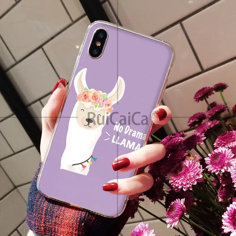 Lama Llama Alpacas Animal