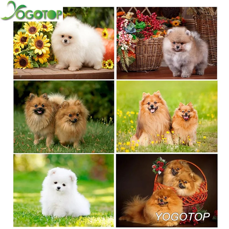 YOGOTOP diy diamond embroidery Dog Spitz Animal pet diamond painting full square/Round mosaic rhinestones Christmas gift YY457
YOGOTOP diy diamond embroidery Dog Spitz Animal pet diamond painting full square/Round mosaic rhinestones Christmas gift YY457
