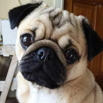 5d Diy Diamond Painting Dog Round Diamond Embroidery Full Display Cuet Puppy Diamond Mosaic Pug Picture Diamond Art Full Drill
5d Diy Diamond Painting Dog Round Diamond Embroidery Full Display Cuet Puppy Diamond Mosaic Pug Picture Diamond Art Full Drill