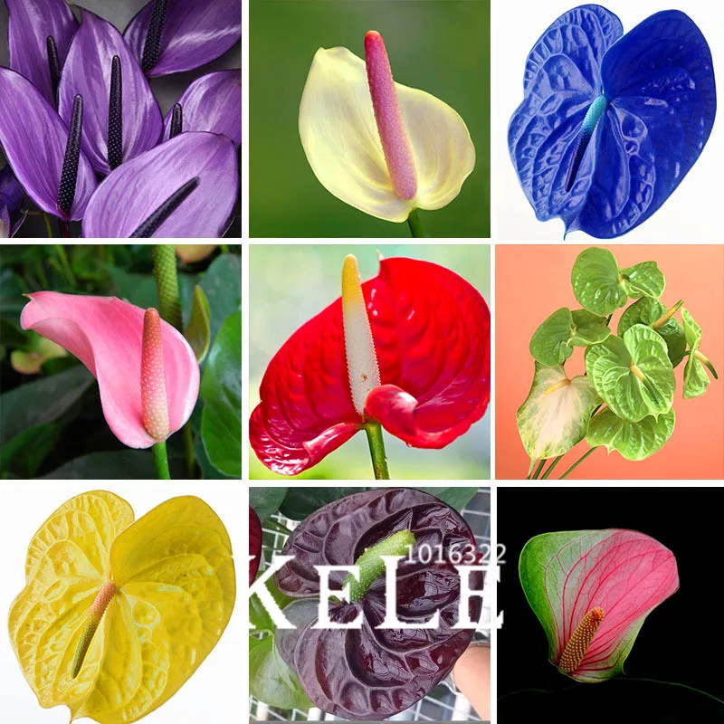 100 Pcs/Pack Rare Flower bonsai Anthurium flores Balcony Potted Plant Anthurium Flower plantas for DIY Home Garden,#IM89P4
100 Pcs/Pack Rare Flower bonsai Anthurium flores Balcony Potted Plant Anthurium Flower plantas for DIY Home Garden,#IM89P4