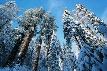 Modern painting picture from a photo of Snow-covered trees in forest under the blue sky fine art for home decor free shipping
Modern painting picture from a photo of Snow-covered trees in forest under the blue sky fine art for home decor free shipping
