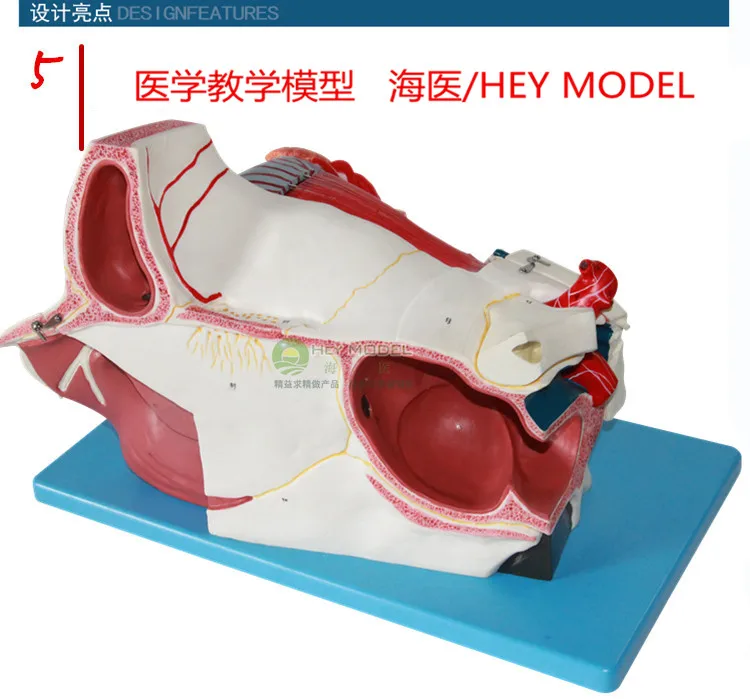 //img.alicdn.com/imgextra/i4/2529213246/TB2bymxppXXXXc8XXXXXXXXXXXX_!!2529213246.jpg