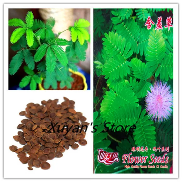 True Mimosa Pudica ,Garden Shy Sensitive Plant bonsai flower For home garden plants 100% real factory package
True Mimosa Pudica ,Garden Shy Sensitive Plant bonsai flower For home garden plants 100% real factory package