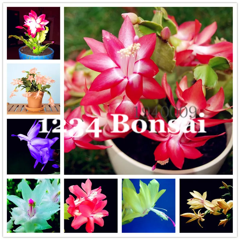 200pc Zygocactus Truncatus plants Rare Schlumbergera plants Orchid Bonsai plants Flower Multi-Colored Choose DIY for Home Garden
200pc Zygocactus Truncatus plants Rare Schlumbergera plants Orchid Bonsai plants Flower Multi-Colored Choose DIY for Home Garden